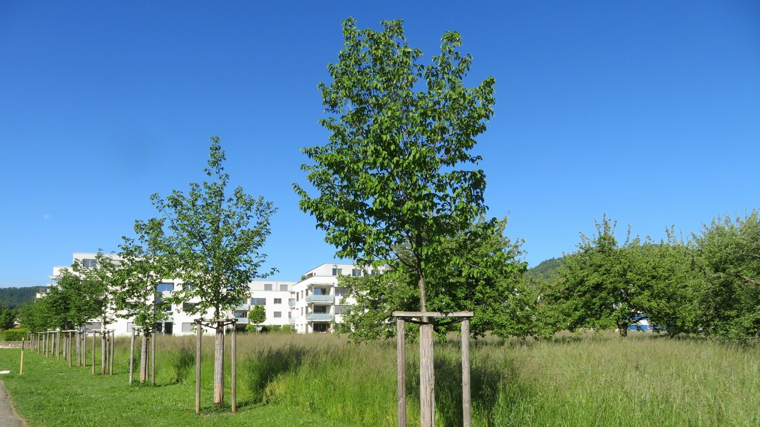 Baumreihe in Gipf-Oberfrick