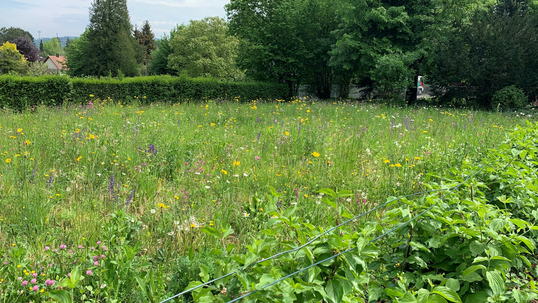 Blumenwiese und einheimische Wildsträucher beim Parkplatz Landoltgut in Aarau