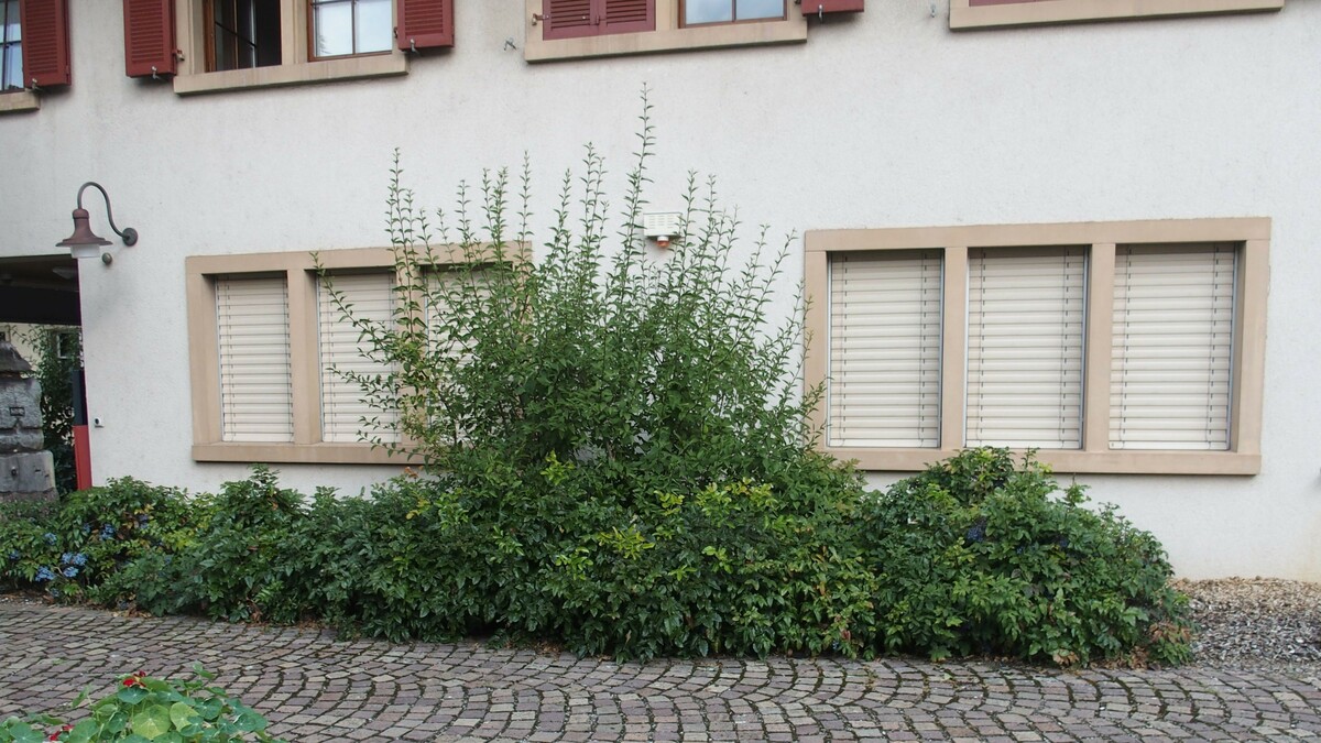 Gemeindehaus in Wölflinswil