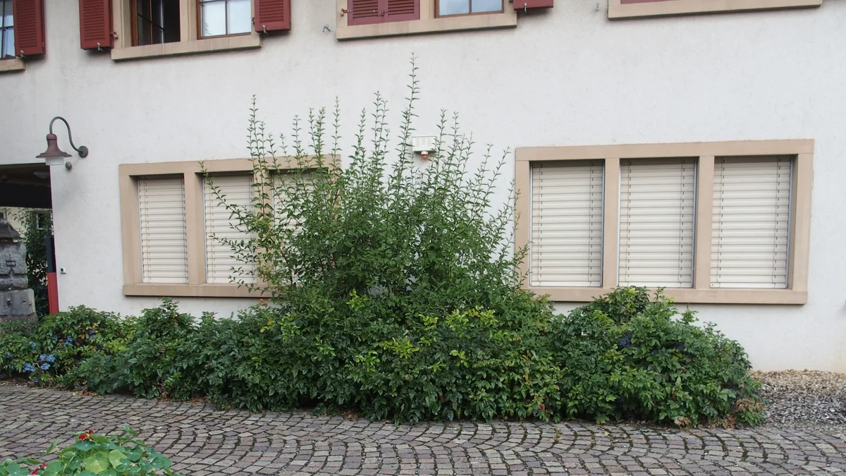 Gemeindehaus in Wölflinswil