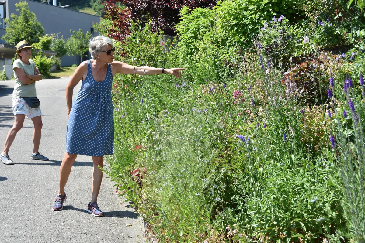 Langjährige Staudenrabatte in voller Blüte Langjährige Staudenrabatte in voller Blüte