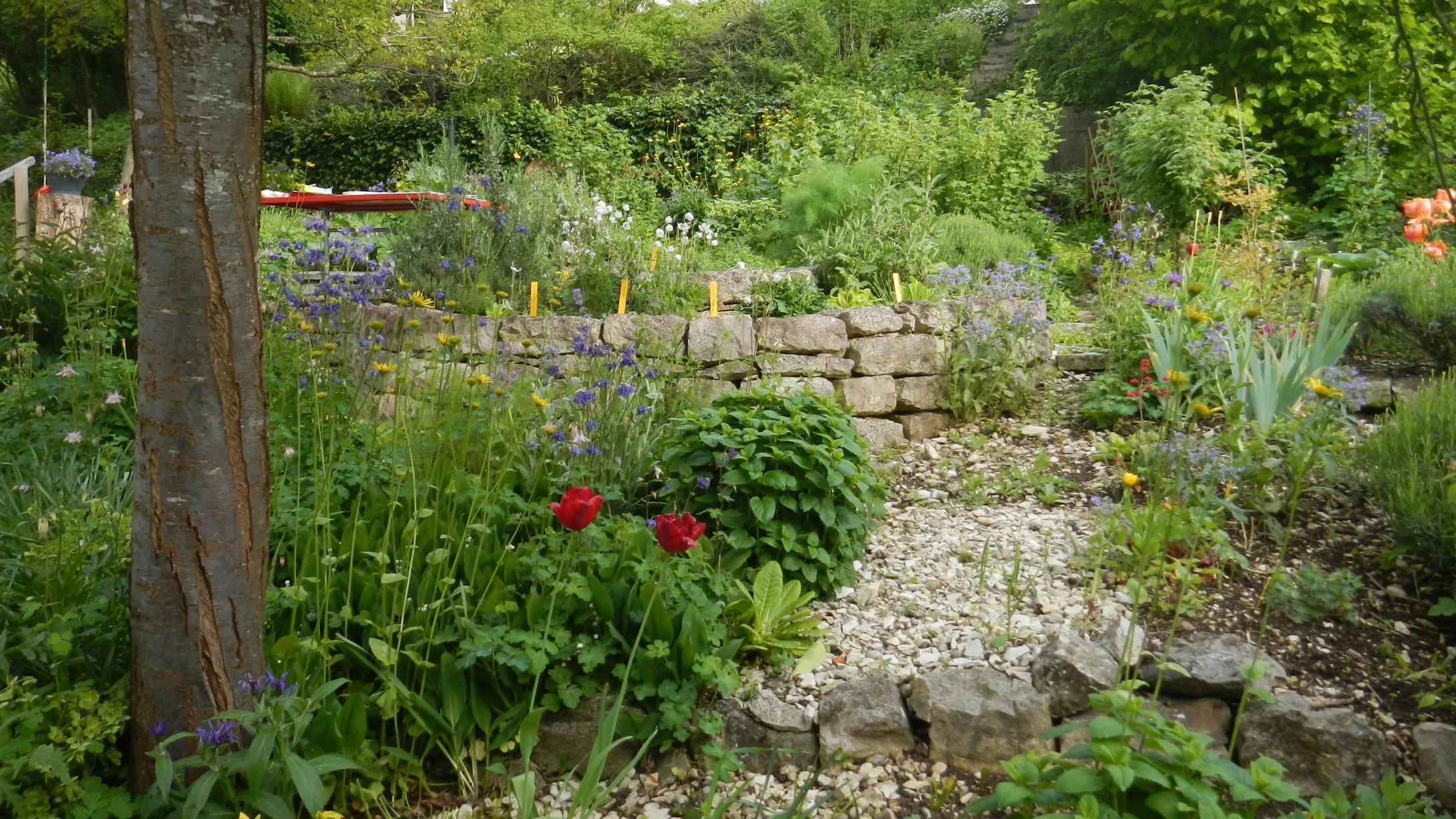 Naturgarten mit Trockenmauer in Baden