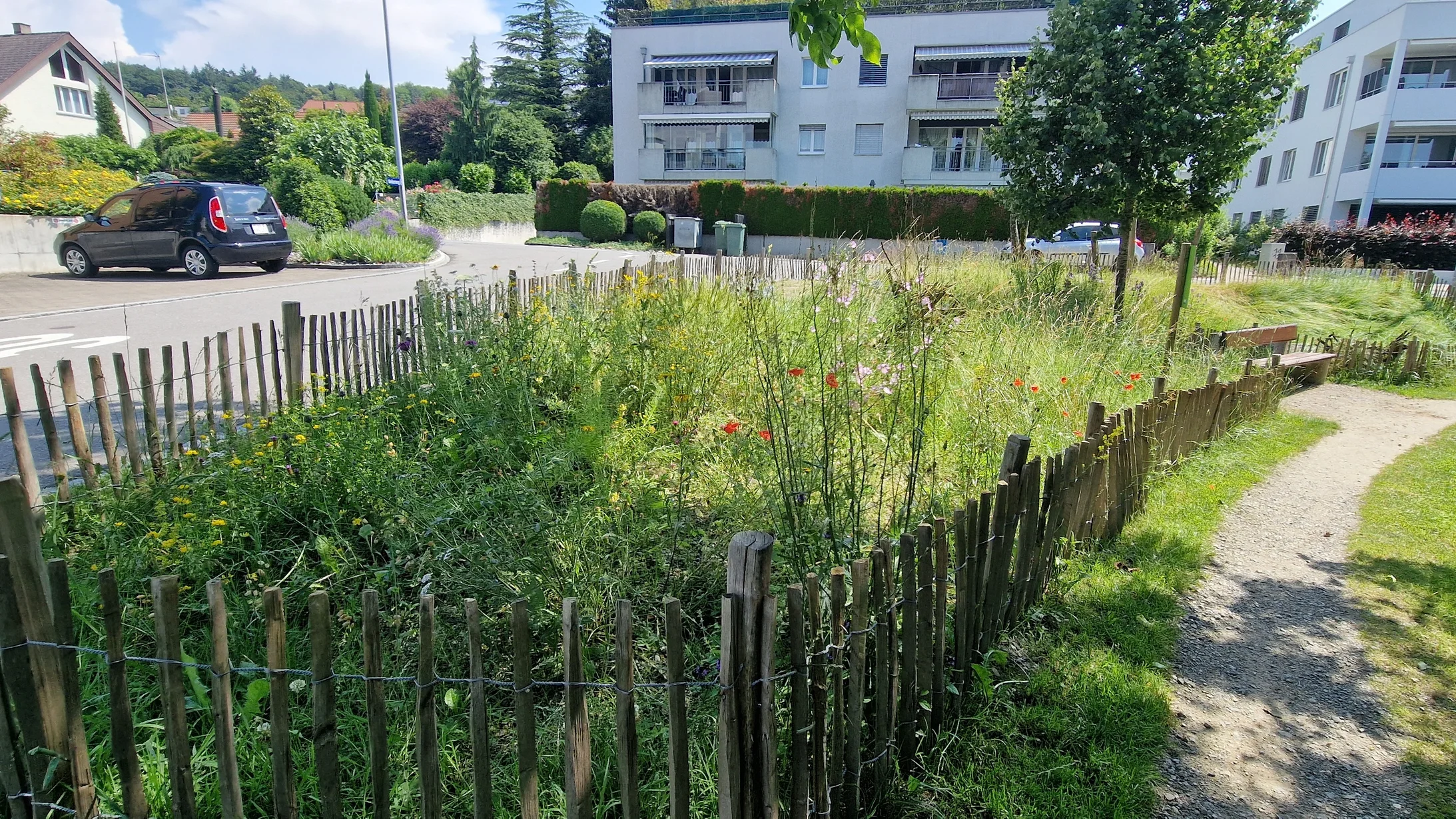 Blühende Wildbienenfläche im Juni Blühende Wildbienenfläche im Juni, die Pflanzziegel im Vordergrund blühen das zweite Jahr bereits prächtig
