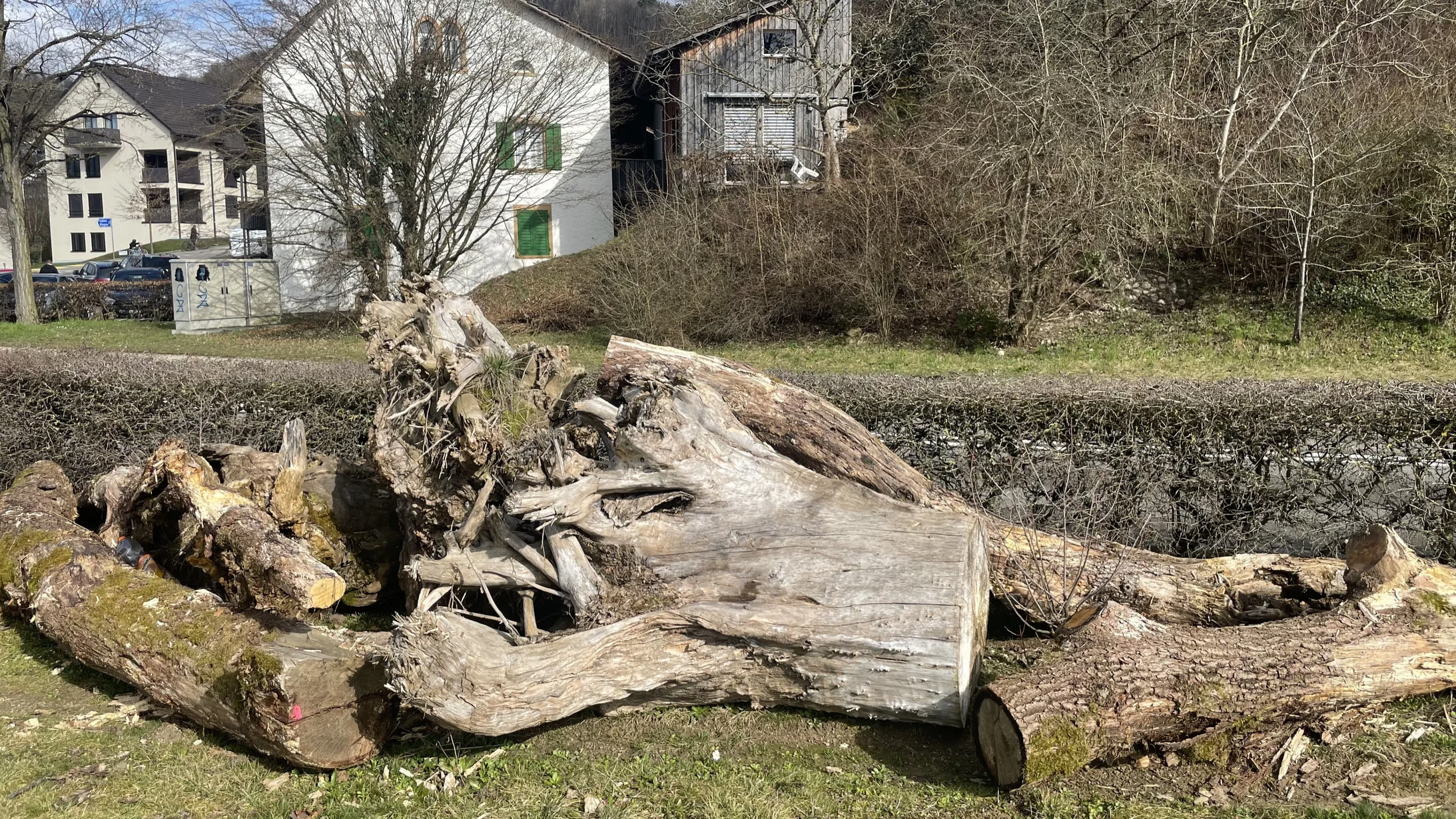 Totholz und Strauchpflanzungen bei Kreuzung Chilbert