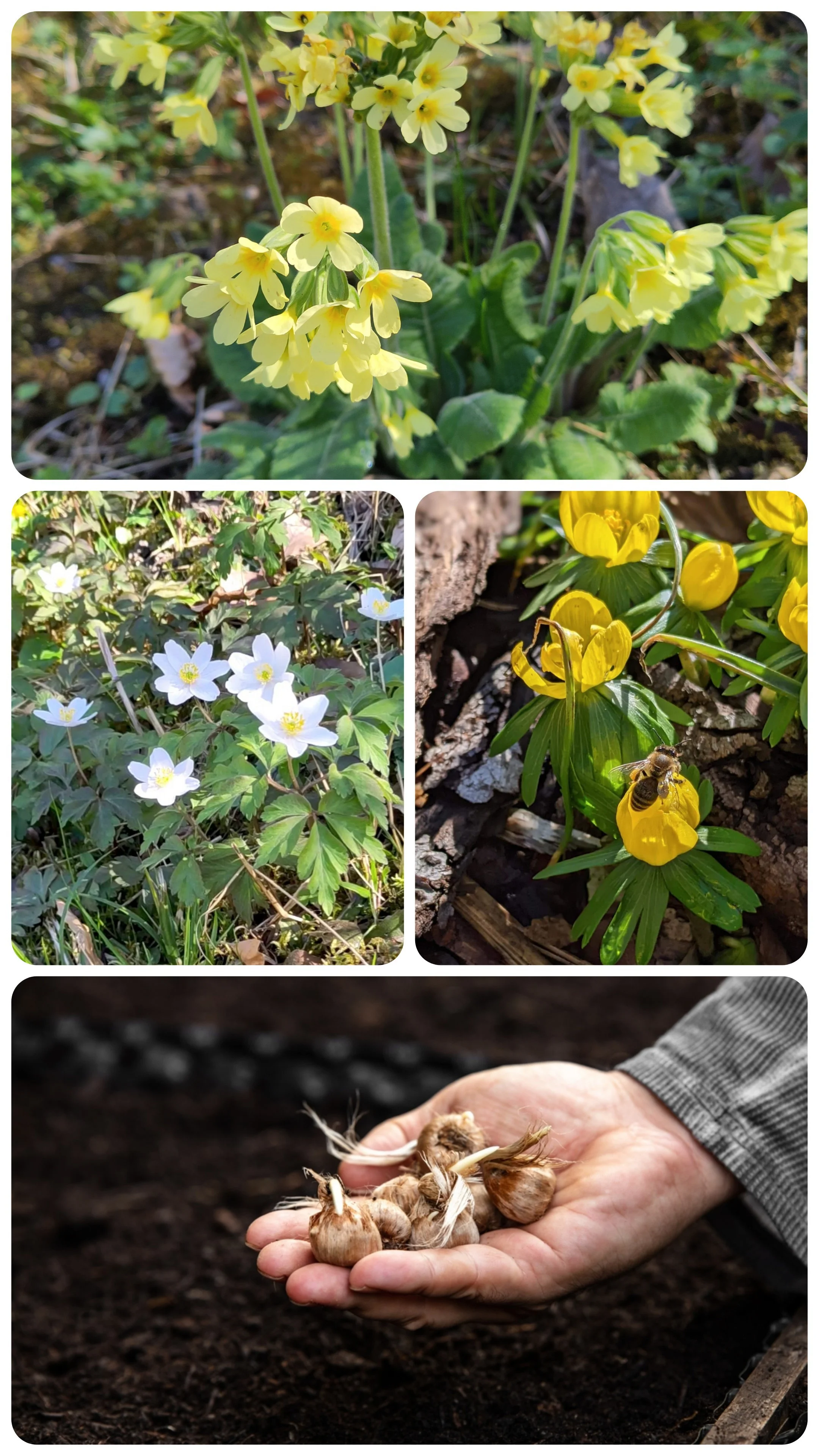 Frühblüher als Setzlinge, Zwiebeln, Rhizome