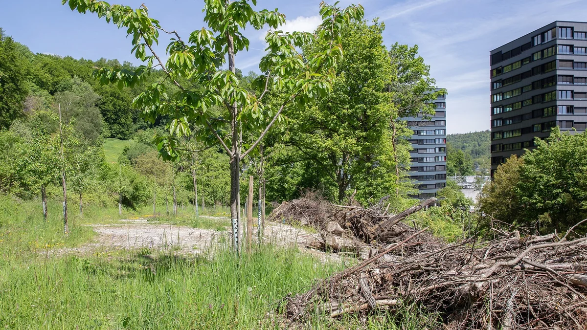 Obstgarten Martinsberg in Baden (Foto © Stefanie Würsch) Obstgarten in Baden