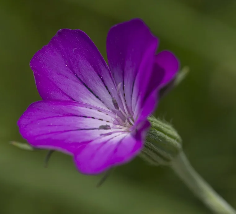 Violette Blume