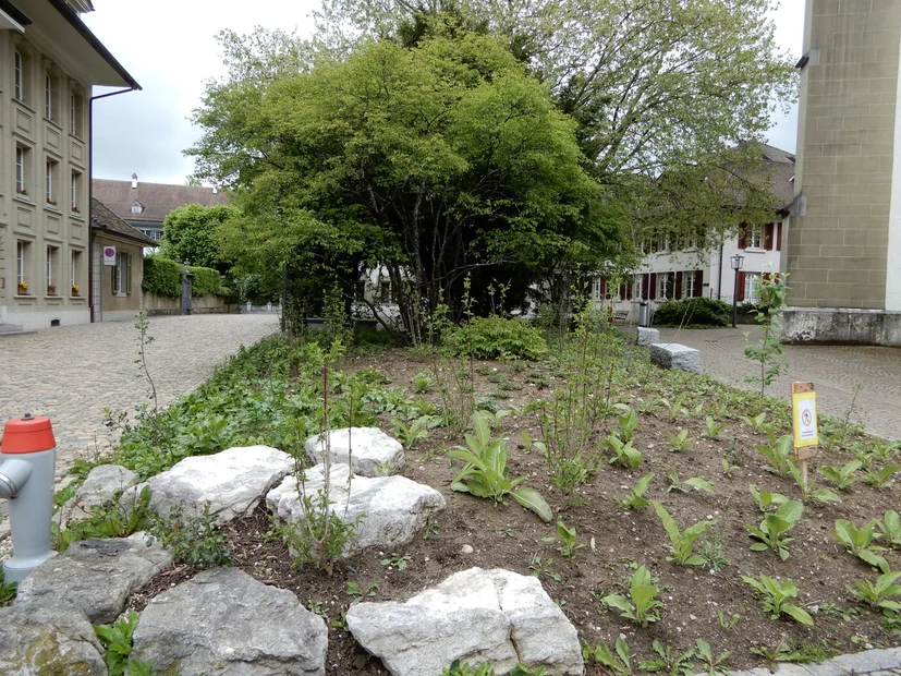 Projektstart in Zofingen