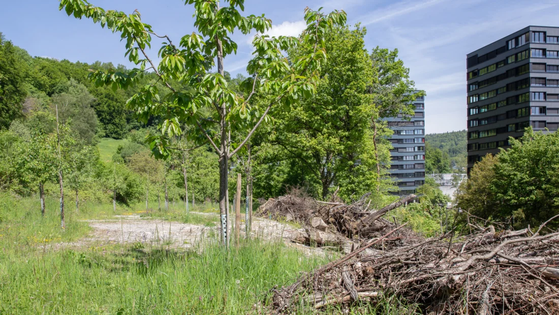 Obstgarten in Baden