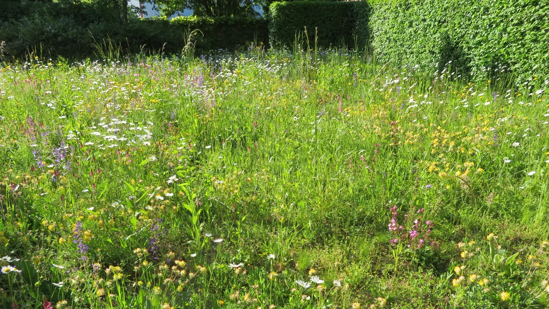 Blumenwiese in Gipf-Oberfrick