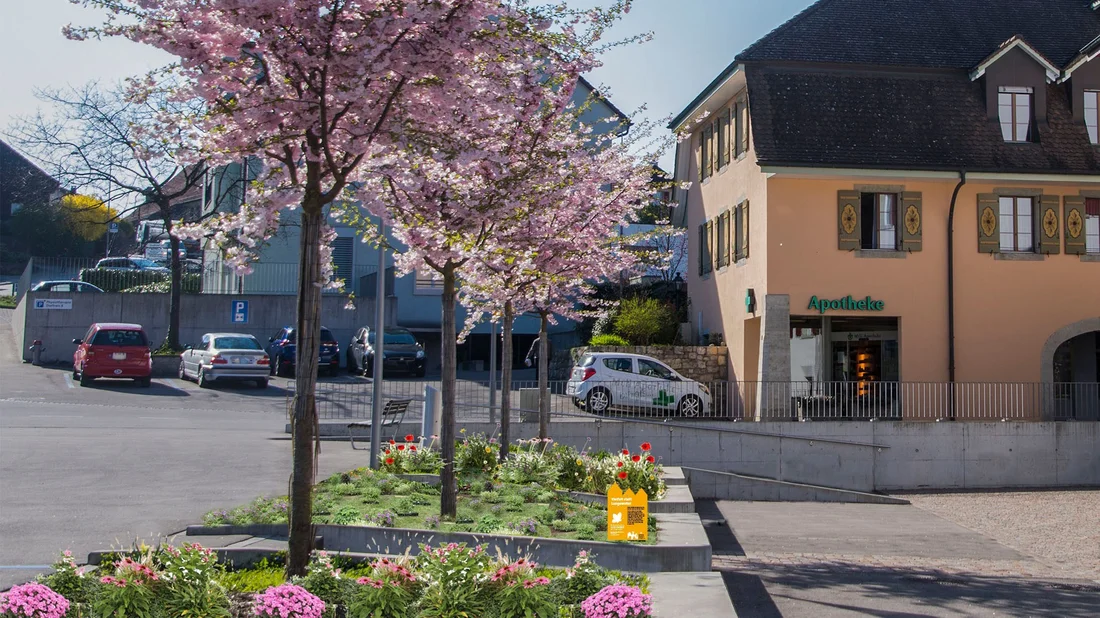 blühende Baumrabatten auf dem Dorfplatz in Niederlenz