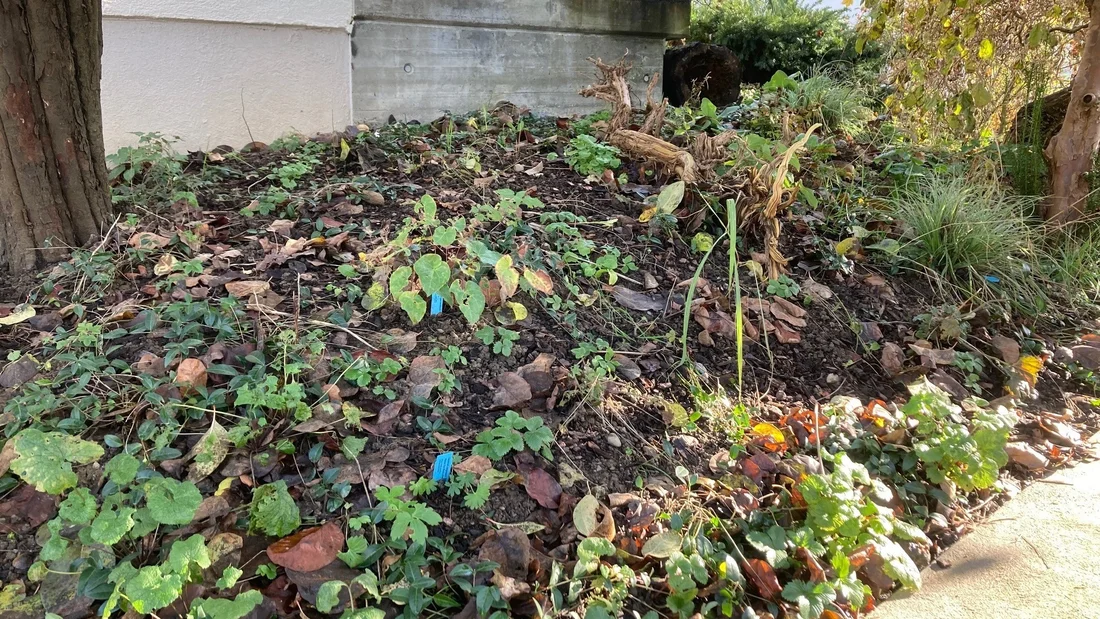 Wildstaudenbeet in Niederlenz