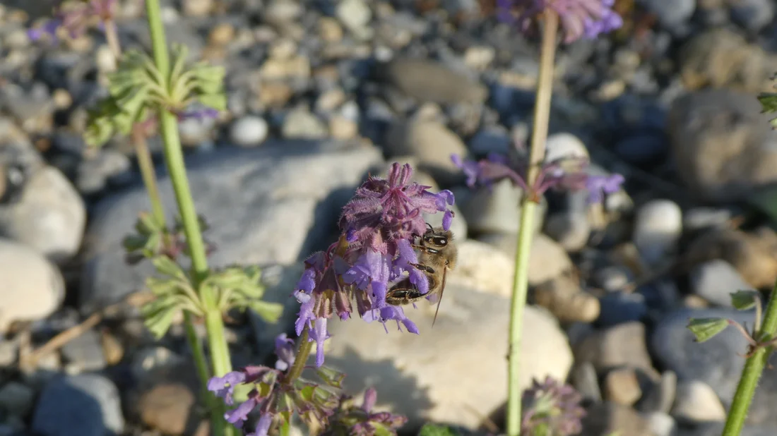 Wiesensalbei mit Biene in Unterkulm