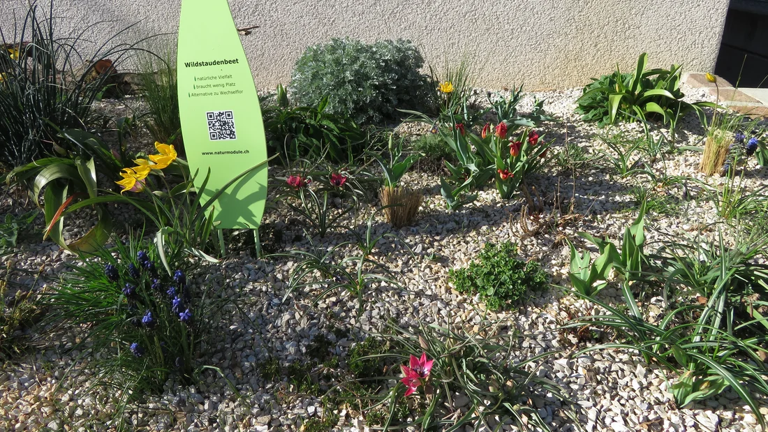 Wildstaudenbeet beim Gemeindehaus in Wölflinswil