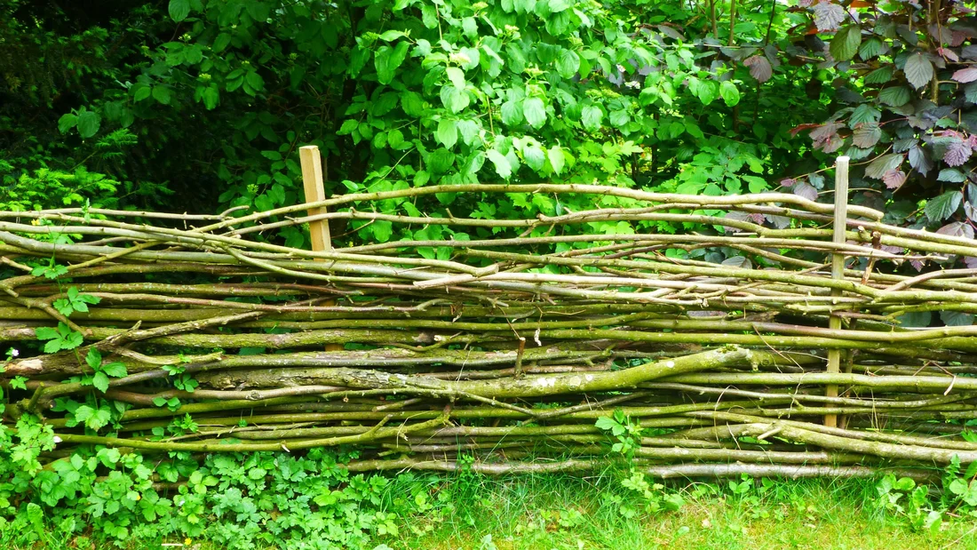 Lebendiger Zaun in Wohlen