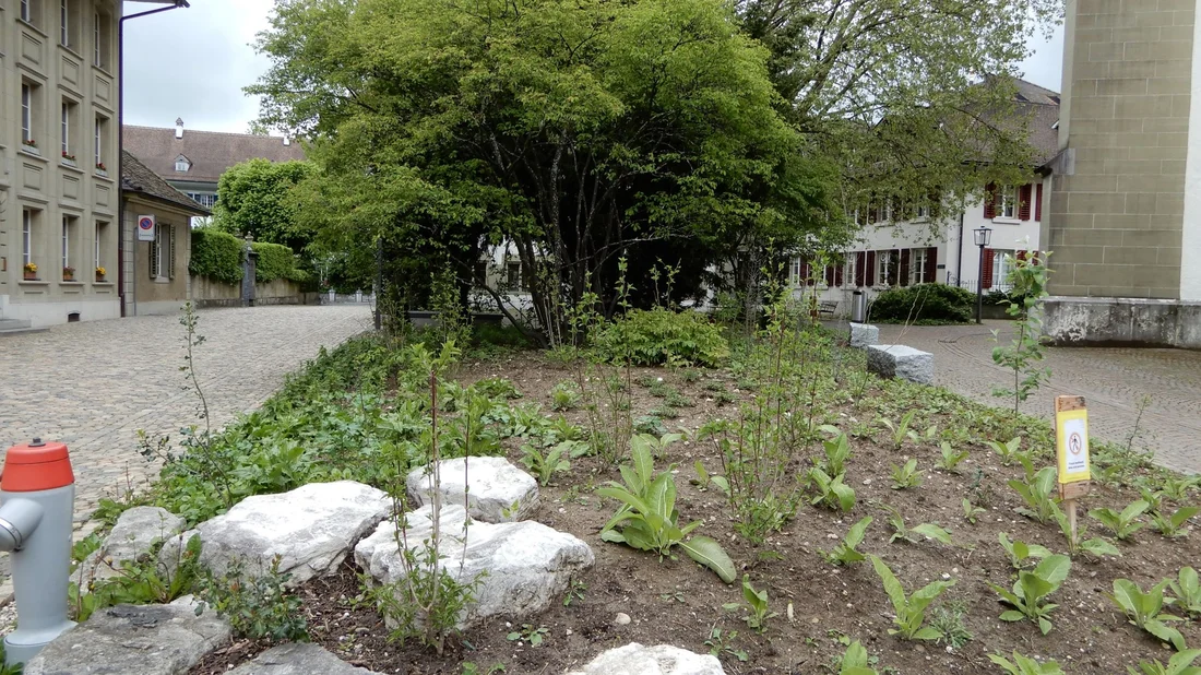 Wildstaudenbeet beim Chorplatz in Zofingen