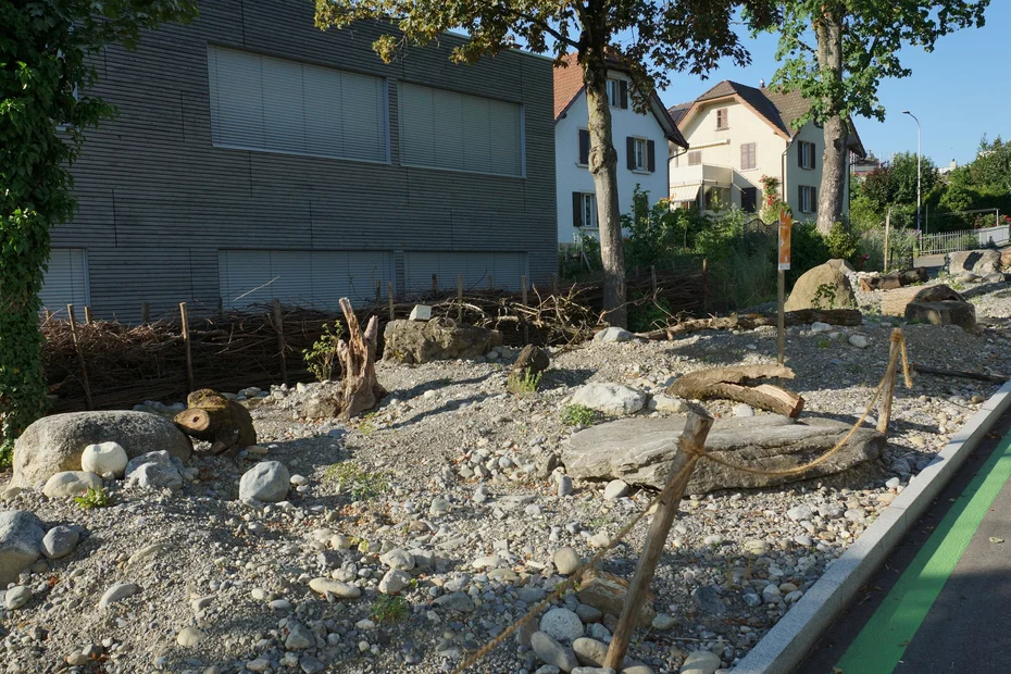 Ruderalfläche mit Benjeshecke im Hintergrund