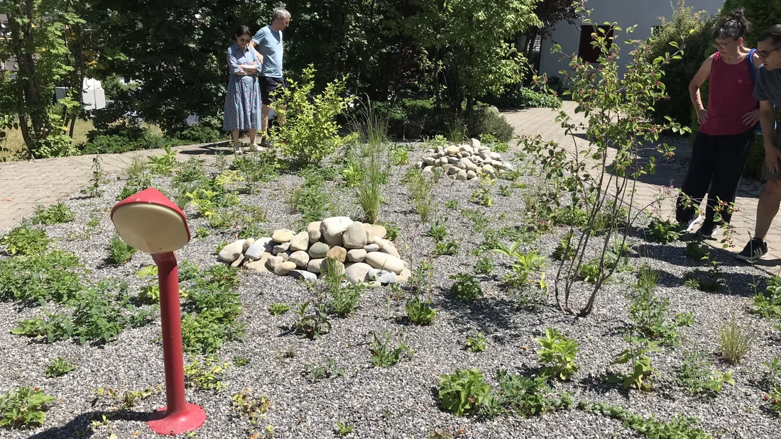 Ruderalfläche mit Kleinstrukturen in Niederlenz