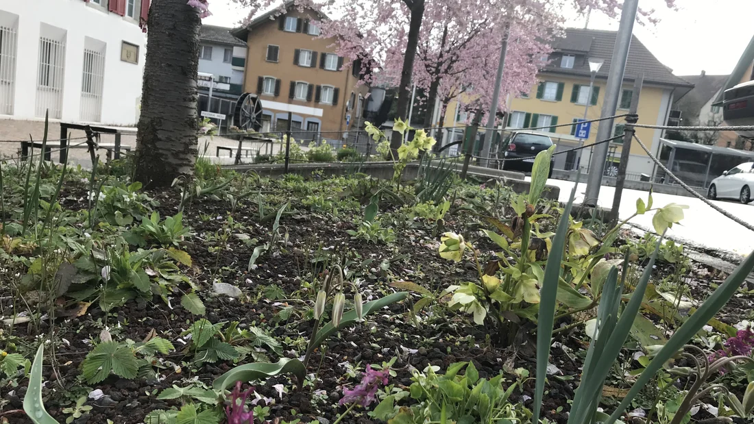 Baumrabatten auf dem Dorfplatz in Niederlenz