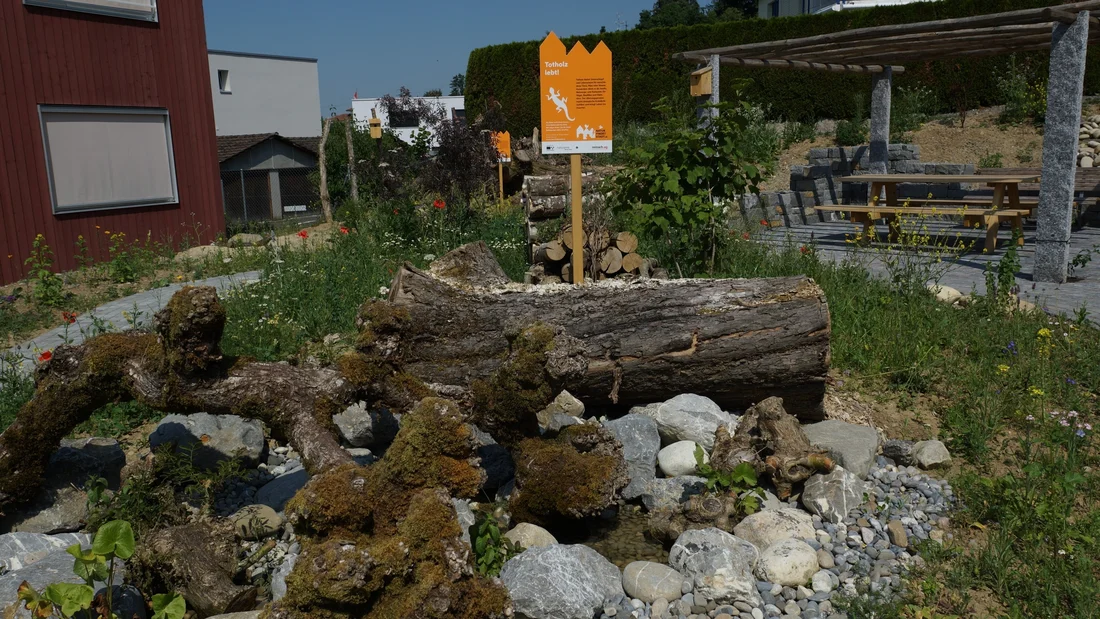 Ruderalfläche im Naturgarten der Stiftung Lebenshilfe in Reinach