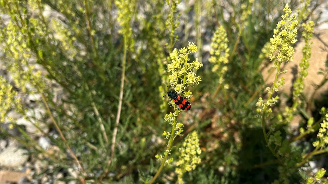 Käfer im Schaugarten Miescherheimet in Rothrist