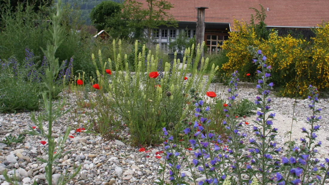 blühende Ruderalfläche in Rothrist