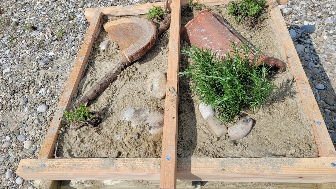 Sandlinsen für Wildbienen im Schaugarten Miescherheimet in Rothrist