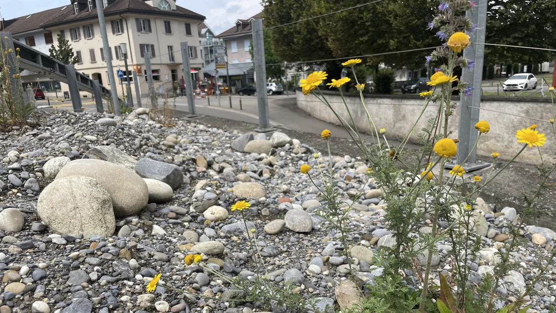 Ruderalfläche Kirchbühlstrasse-Seetalstrasse in Muri im Juli 2023