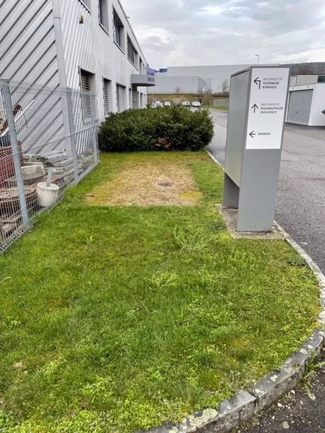 vorherige Rabatte beim Posten der Regionalpolizei mit Kirschlorbeer
