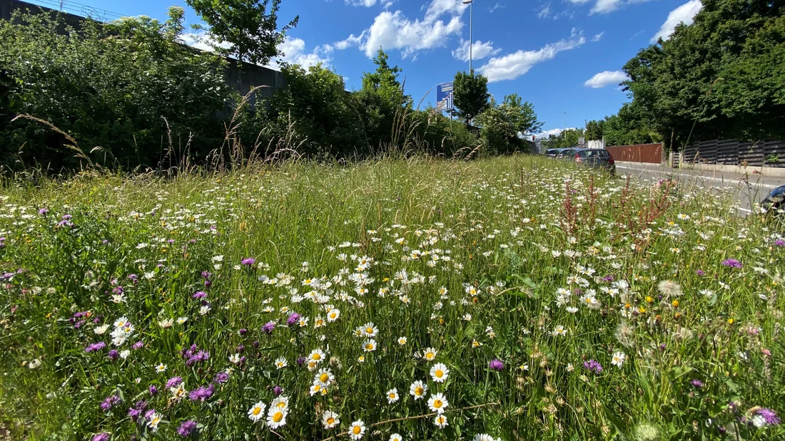 Blumenwiese an der Distelbergstrasse in Aarau