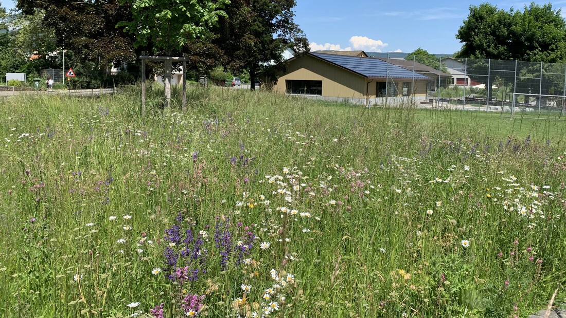 Blumenwiese beim Spielplatz Binzenhof im Juni 2019 in Aarau