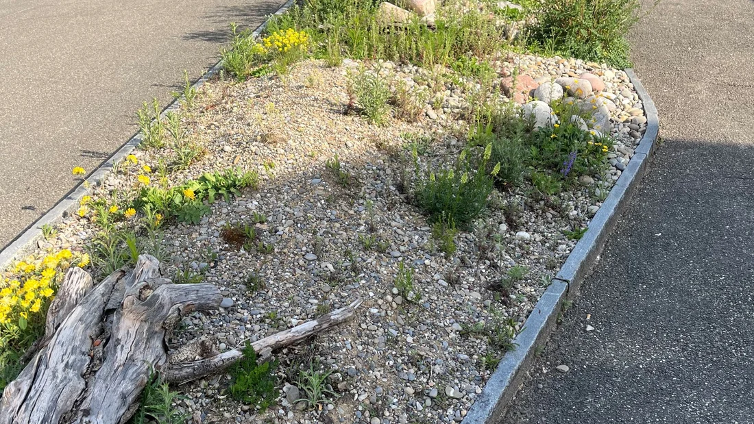 Ruderalflaeche beim alten Werkhof im Mai 2022 in Zeiningen