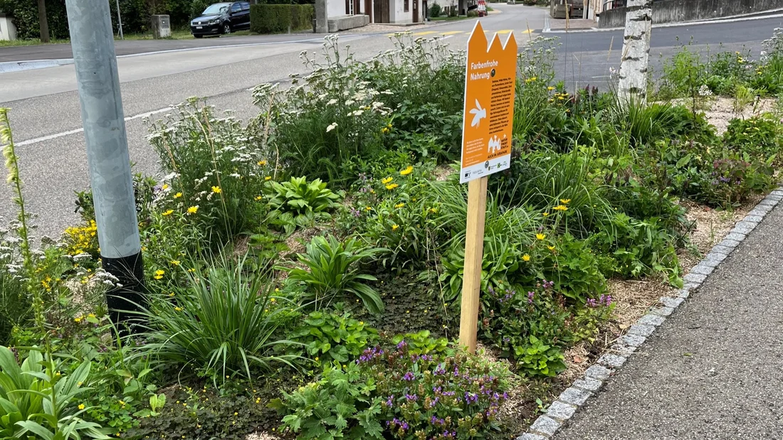 Wildstaudenparadies im Mitteldorf im August 2023 in Zeiningen
