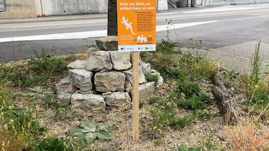 Wildstaudenparadies im Mitteldorf im August 2023