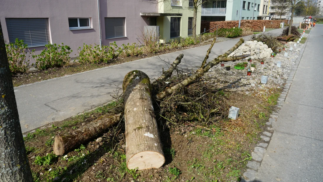 Totholz und andere Kleinstrukturen am Chrüzweg im März 2024