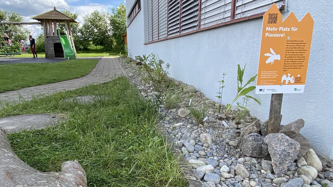 Ruderalfläche beim Schulhaus Kallern im Juni 2024