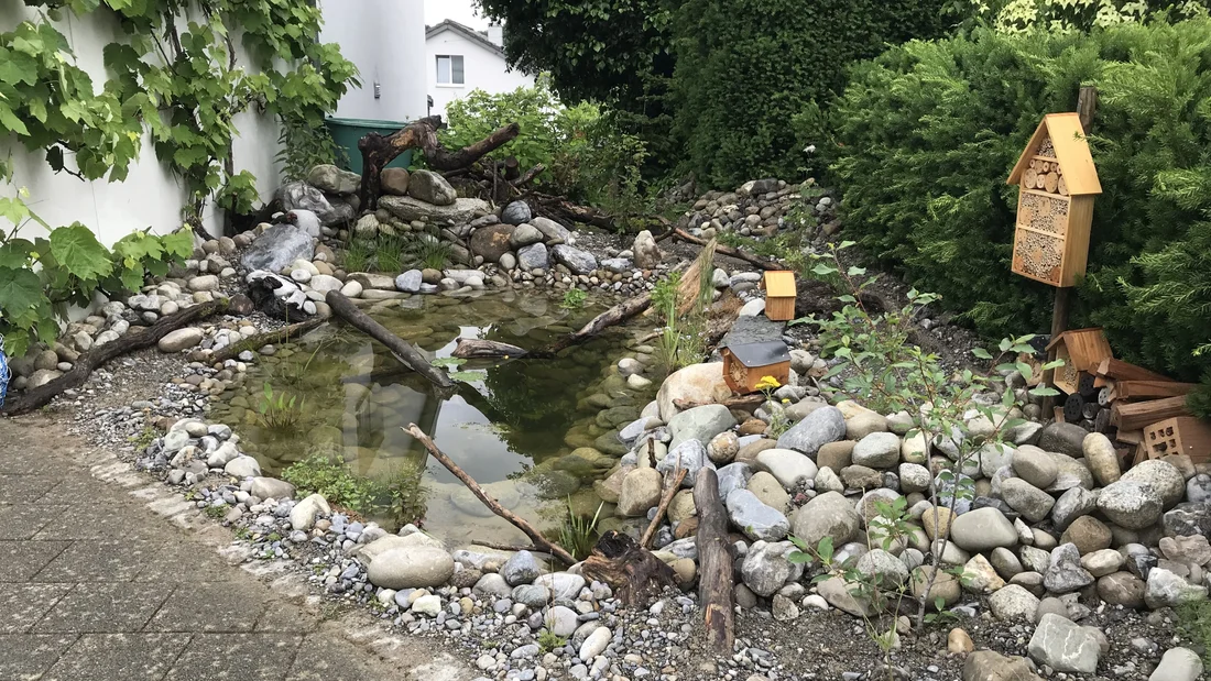 Biotop an der Alten Wildeggerstrasse in Niederlenz im Juni 2024