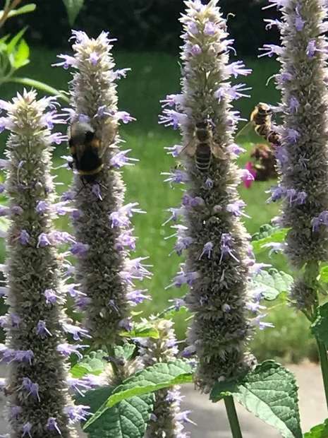 Die Duftnessel bietet vielen Insekten Nahrung
