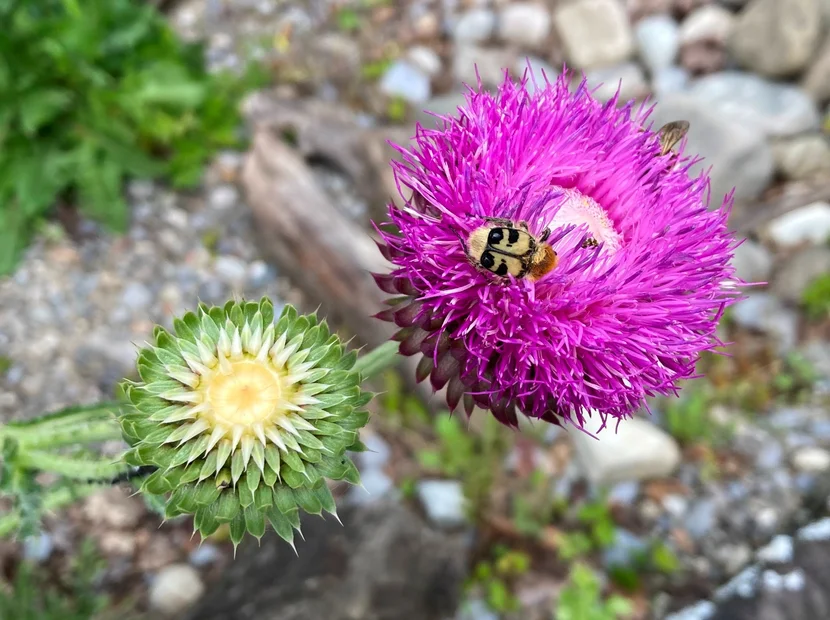 Pinselkäfer fressen Pollen an einer Distel