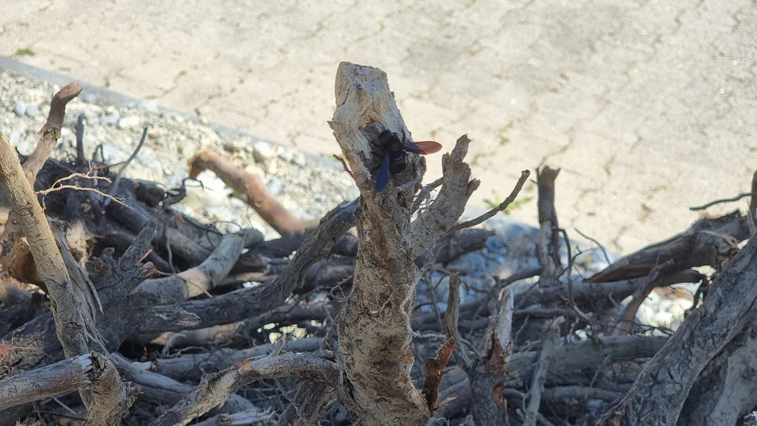 Holzbiene in Beinwiler Ruderalfläche