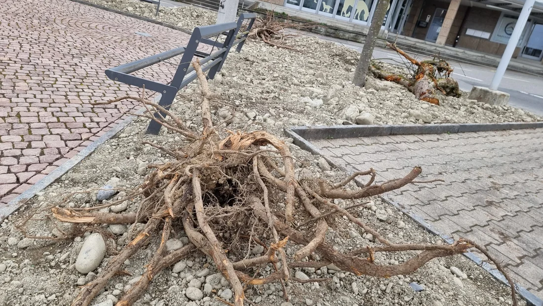 Neue Ruderalfläche mit Totholz