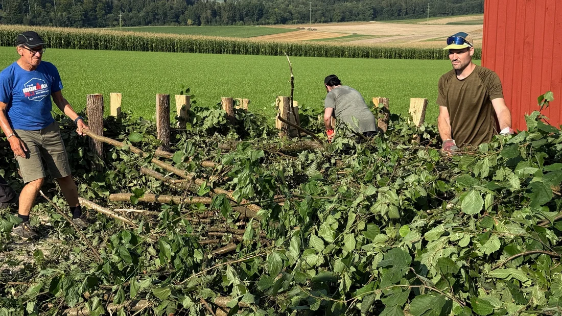 Totholzhecke entsteht