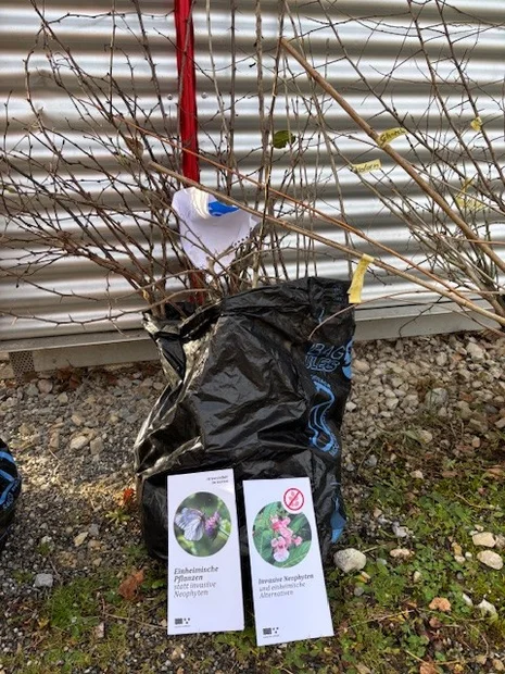 parat zum Abholen und Einpflanzen