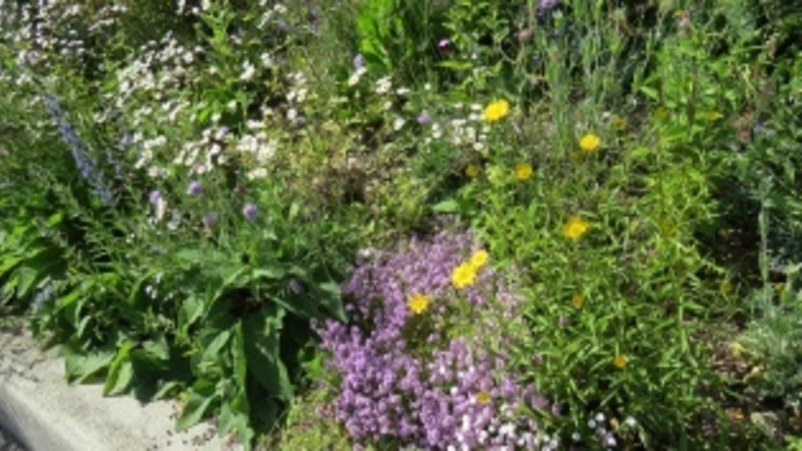 Blumenwiese