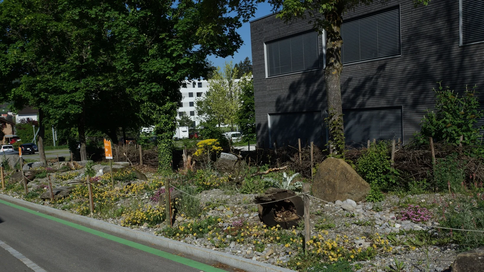blühende Ruderalfläche beim Schulhaus Pfrundmatt in Reinach im Mai 2024
