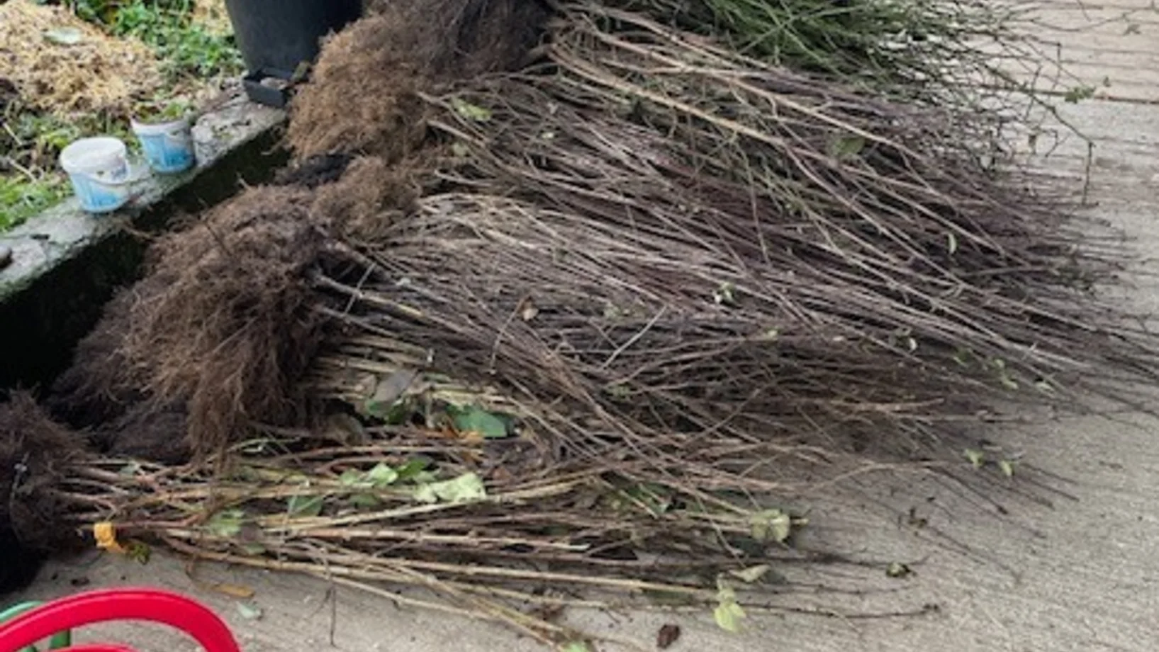 Anlieferung der bestellten Wildsträucher