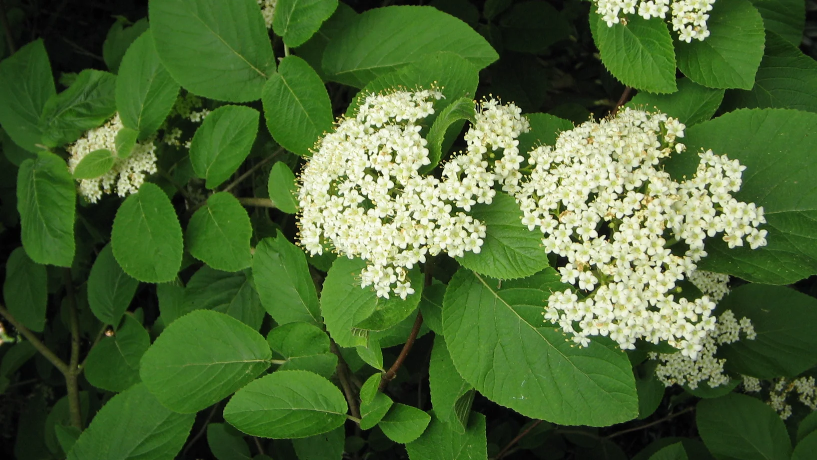 Wolliger Schneeball (c) Wikipedia