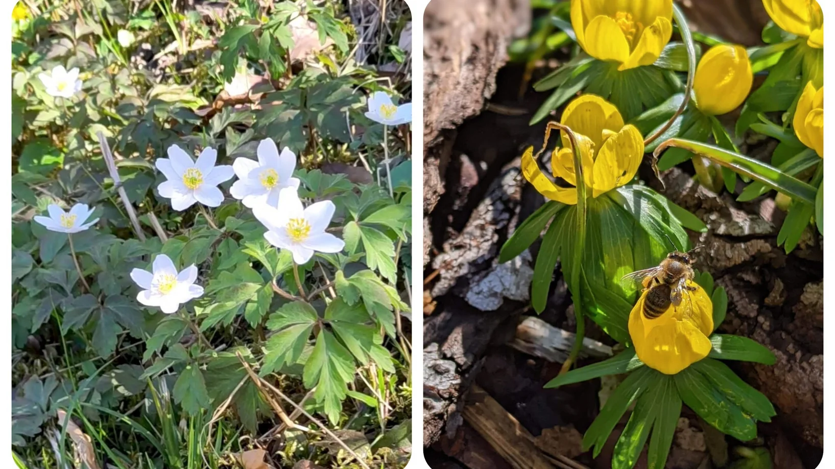 Frühblüher als Setzlinge, Zwiebeln, Rhizome
