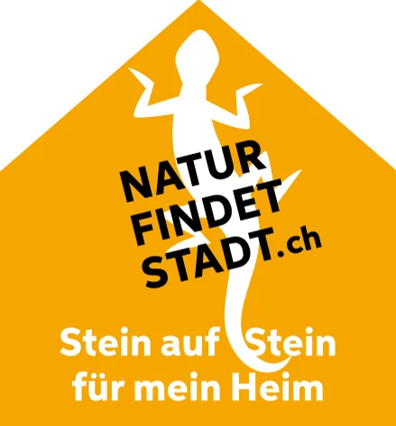 Eidechse: Stein auf Stein für mein Heim